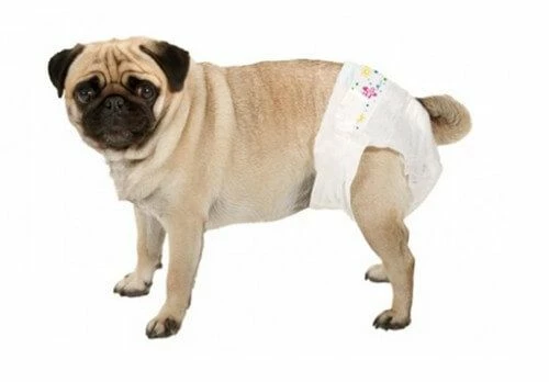 Couche-culotte Camon Chien M X12 â Image 2