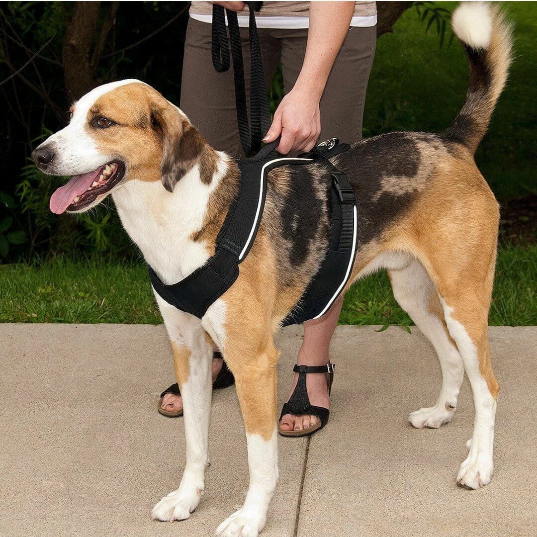 EasySport Harnais De Dressage Chien Noir M – Image 2