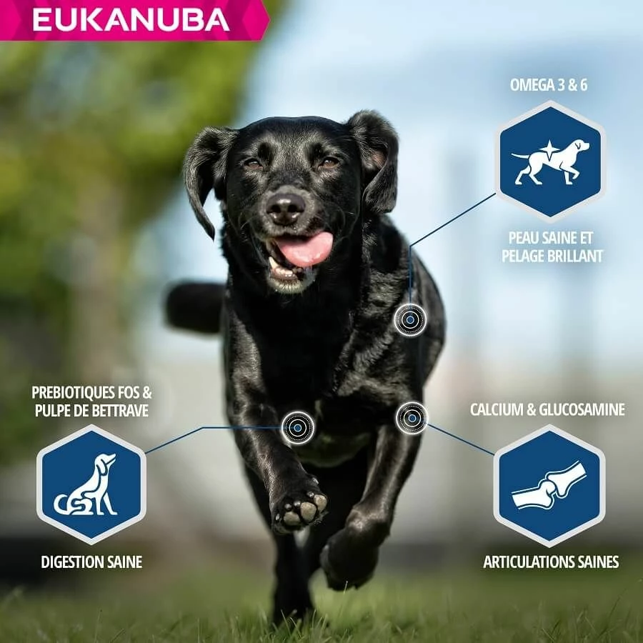 Eukanuba Chien Daily Care Surpoids Ou Stérilisé 12 Kg – Image 4
