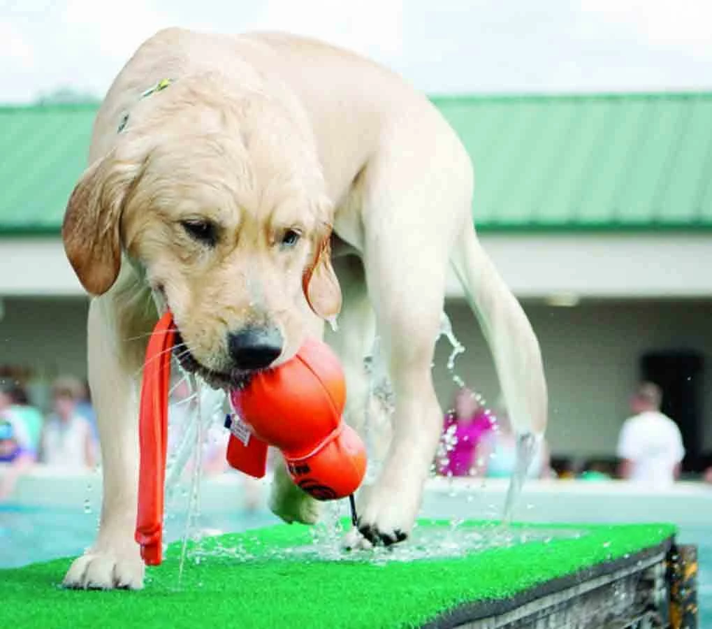 KONG Wubba Wet Pour Chien L – Image 3