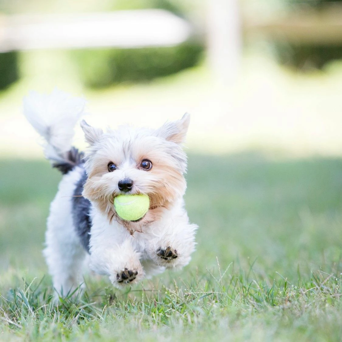 KONG Air Squeaker Tennis Ball Small (par 3) – Image 4