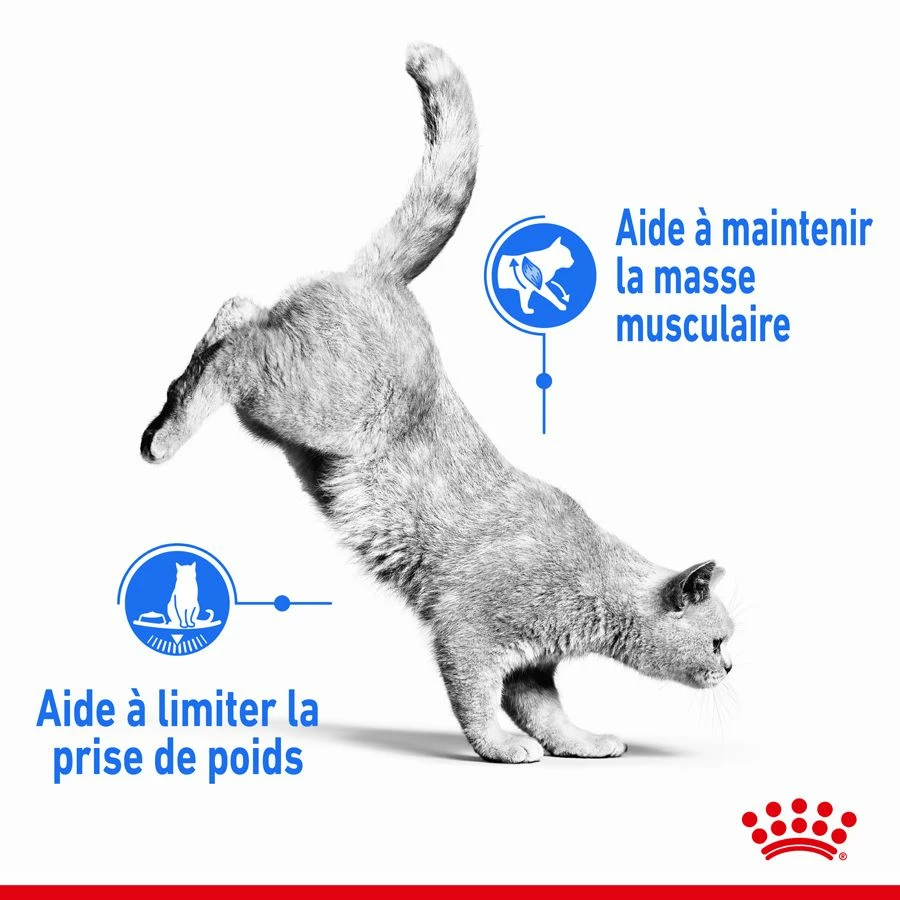 Royal Canin Féline Care Nutrition Light Weight Care 8 Kg – Image 4