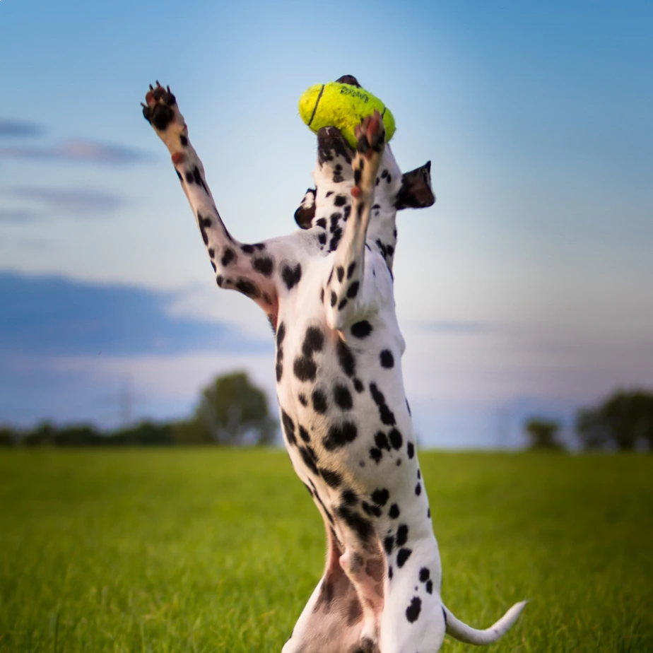 KONG Air Squeaker Football S